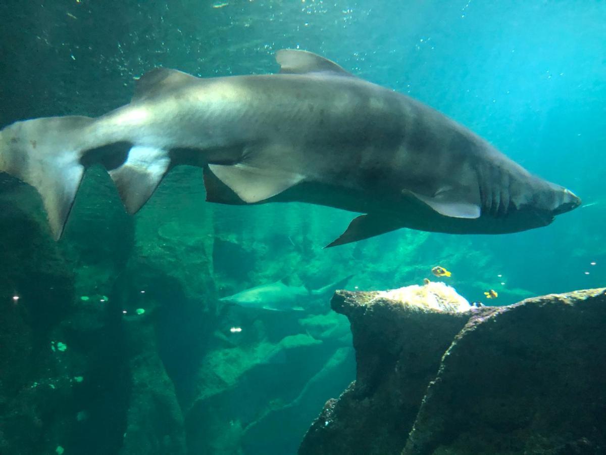Nuit Insolite Sur Un Voilier Au Coeur De La Rochelle La Rochelle  Eksteriør bilde